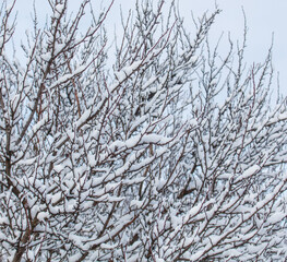 A tree covered in snow with branches that are bare