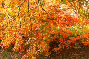 Maple leaves, autumn colors in Japan