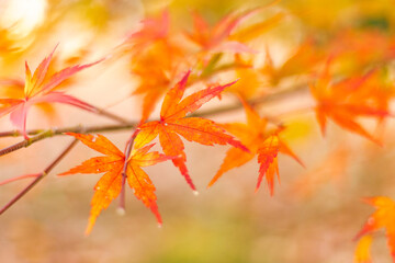 Maple leaves, autumn colors in Japan