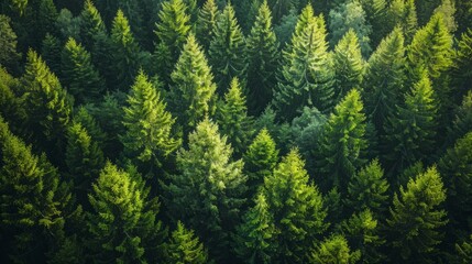 Aerial View of a Dense Evergreen Forest Canopy