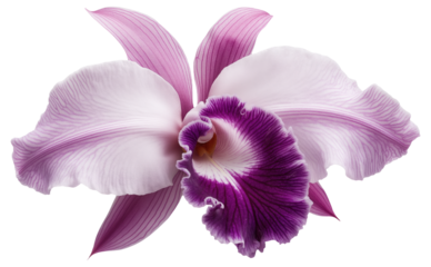 PNG Purple and white orchid with intricate petal patterns