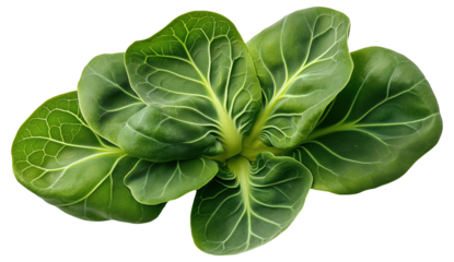 PNG Fresh green leaves of pak choi vegetable