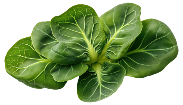 PNG Fresh green leaves of pak choi vegetable