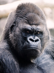 Angry Male Silverback Gorilla Portrait