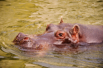 Adult Hippopotamus Swimming in Water