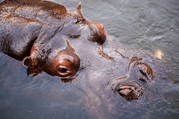 Adult Hippopotamus Swimming in Water