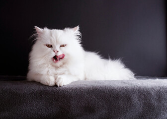 White cat licking its face
