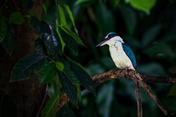 The collared kingfisher is a medium-sized kingfisher