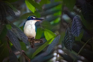 The collared kingfisher is a medium-sized kingfisher