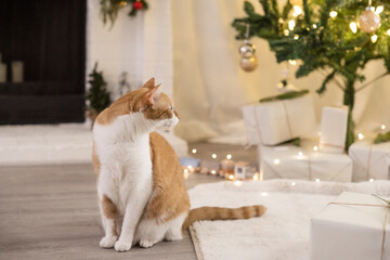 Orange cat looking back at Christmas Tree