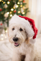 Close up of happy dog wearing santa claus hat