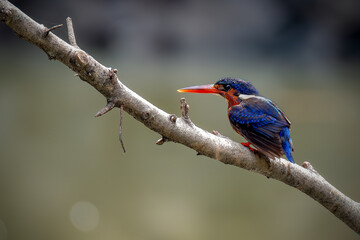 Blue-eared Kingfisher (Alcedo meninting) Bird standing on the branch