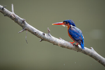 Blue-eared Kingfisher (Alcedo meninting) Bird standing on the branch