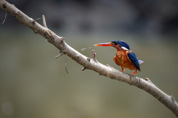 Blue-eared Kingfisher (Alcedo meninting) Bird standing on the branch