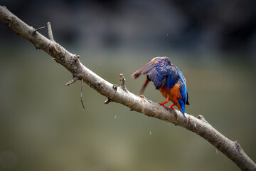 Blue-eared Kingfisher (Alcedo meninting) Bird standing on the branch