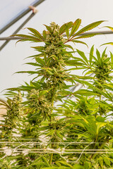 Obraz premium Beautiful indoor cannabis plants with big nugs in South Africa