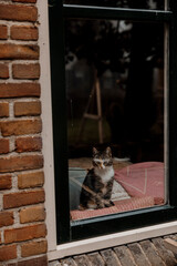 Cute baby kitten staring out of the window