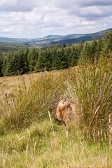 Girl hiding in bushes at wickflow mountains