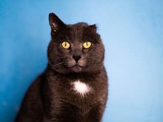 Rescued Cat With One Ear