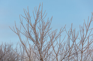 A tree with a lot of snow on it is in front of a blue sky