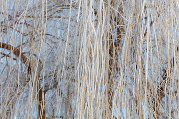 A tree with long, thin branches covered in snow
