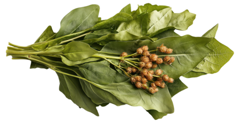PNG Bunch of green laurel leaves with seeds