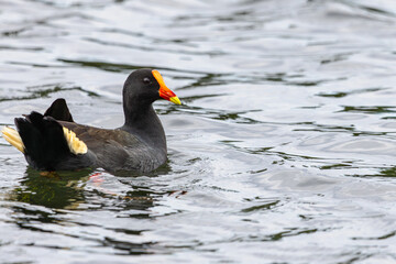 A Dusky Moorhen swimming in a lake
