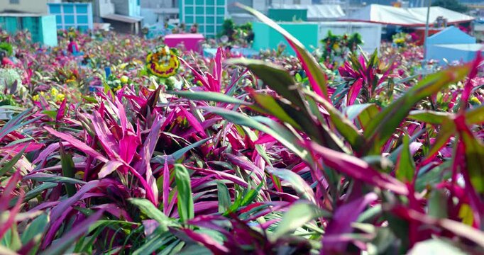 Flores en el cementerio de Guatemala, pante&oacute;n 1 de noviembre