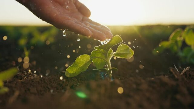 Farming and ecological area, closeup view of ecologist hand watering seedlings. Environmental protection and ecology concept, human care about nature, save planet, traditional horticulture and tillage