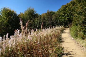 Fototapeta premium Faded Willow Herb on the mountain trail to Rawka peak in Bieszczady Mountains, Poland