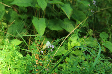 Cabbage butterfly in Magura National Park in Low Beskids, Poland