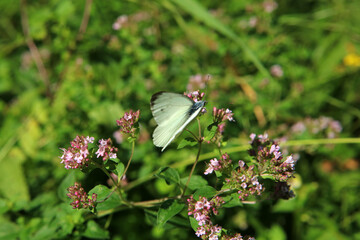 Cabbage butterfly in Magura National Park in Low Beskids, Poland
