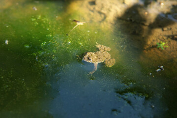 Yellow-bellied toad in Magura National Park in Low Beskids, Poland