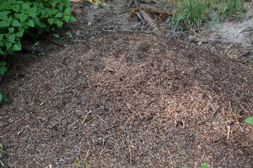 Ant mound in in Low Beskids mountain range, Poland