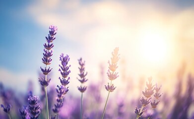 Obraz premium A serene lavender field bathed in soft sunlight, evoking tranquility and natural beauty.