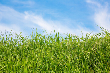 Fototapeta premium Green wild grass on sky background - Image with copy space