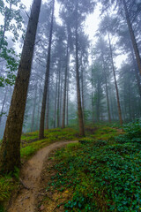 Forest on a foggy morning, the Black Forest