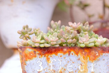 多肉植物の寄せ植え