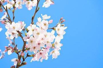 青空に映える咲き始めの桜
