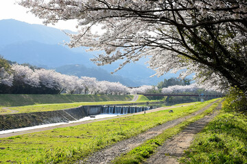 桜のある風景