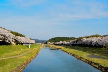 橋の上から望む桜並木
