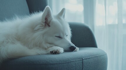 A serene white dog sleeping peacefully on a couch by a window.