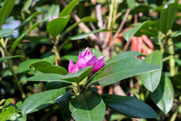 Rhododendron Catawbiense Grandiflorum purple flowers and buds close up