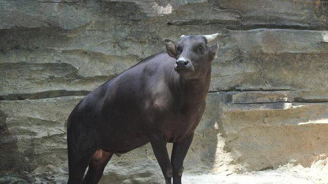 Lowland anoa or Bubalus depressicornis endemic species from Sulawesi walking in the zoo.