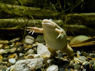 African clawed frog