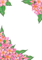 Watercolor illustration of pink plumeria flowers. Isolated on white background.