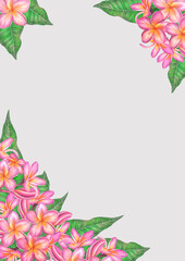 Watercolor illustration of pink plumeria flowers. Isolated on white background.