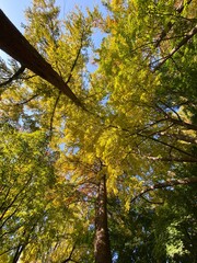autumn in the forest