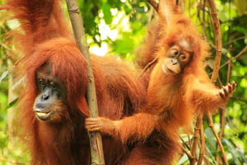 Female Sumatran orangutan with a baby sitting on a tree in Gunung Leuser National Park, Sumatra, Indonesia © donyanedomam