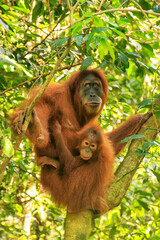 Female Sumatran orangutan with a baby sitting on a tree in Gunung Leuser National Park, Sumatra,...